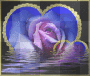 rose dans un coeur rose dans un coeur