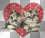 Cat Cat