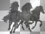  Black Beauty