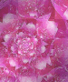 pink blooms 