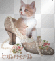 kitten in shoe