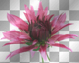 fleure rose