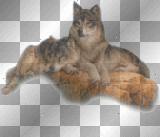 wolfs