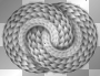2 coiled up snakes