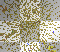 transparent gold glitter