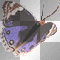 Animated Multi-Colored Butterfly  :-}