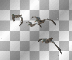 Animated Birds  :-}