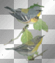 Animated Birds On Branch  :-}