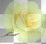 Glowing Yellow Rose  :-}