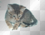 gatto