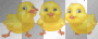 quiet chick