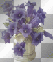 Purple Flowers  :-}