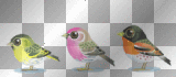 Cute Jolly & Jumping Birds