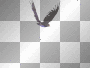 hawk