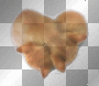 kittens heart