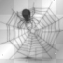ragnatela