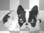 dog dog