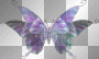 butterfly butterfly