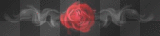 rose smoke