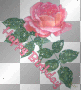 pink rose birthday