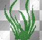 Green Sea Weed Green Sea Weed