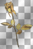 Gold Glitter Rose