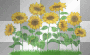 girasoles girasoles