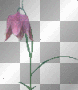 Animated Purple Flower :-} Animated Purple Flower :-}