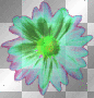 Rainbow Daisy
