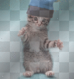 yo cat