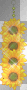 tournesols