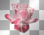 rose rose