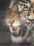 Angry Tiger AT Angry Tiger AT