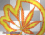 groovy rainbow weed
