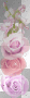 Roses pink purple
