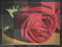 rose
