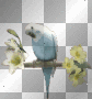Animated White Parrot