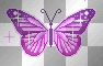 Cute Purple Butterfly