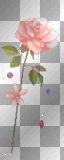 flor rosa