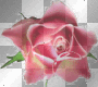 Water Bubbles & Rose  **db**