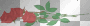 2 Long Stemmed Roses  **db**