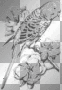 Transparent budgie - for evannalynch Transparent budgie - for evannalynch