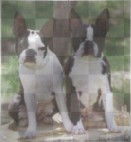 Boston Terrier 2