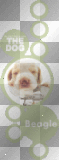 cute beagle puppy