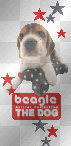 beagle - the dog