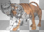 Beautiful Tigers  **db**