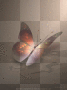 Schmetterling