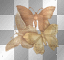 Tri-Color Butterflies  **db**