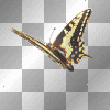 Yellow & Brown Butterfly (right) **db**