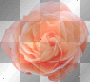 Peach Rose **db** Peach Rose **db**